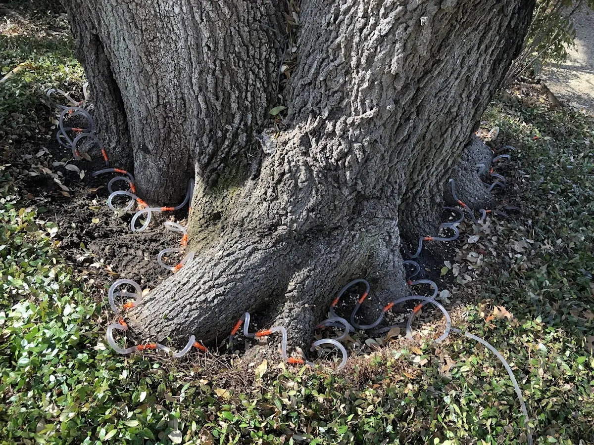 Detailed Tree Cabling and Bracing job site in Pleasanton
